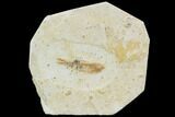 Cretaceous Fossil Fish - Morocco #104389-1